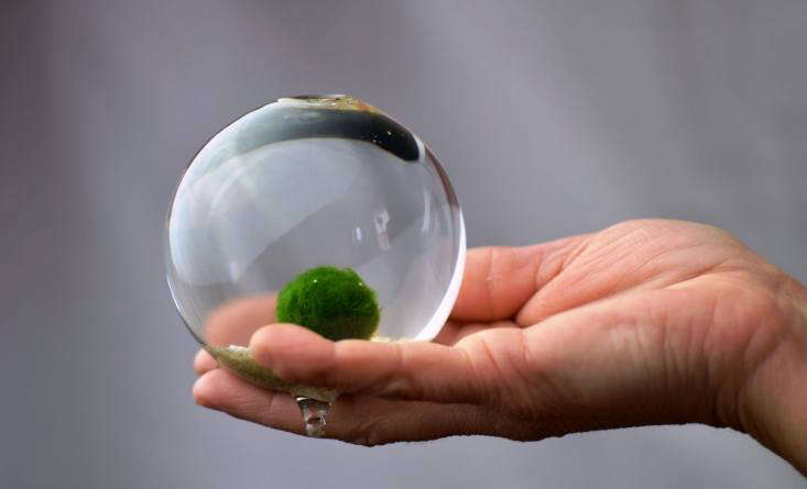 marimo