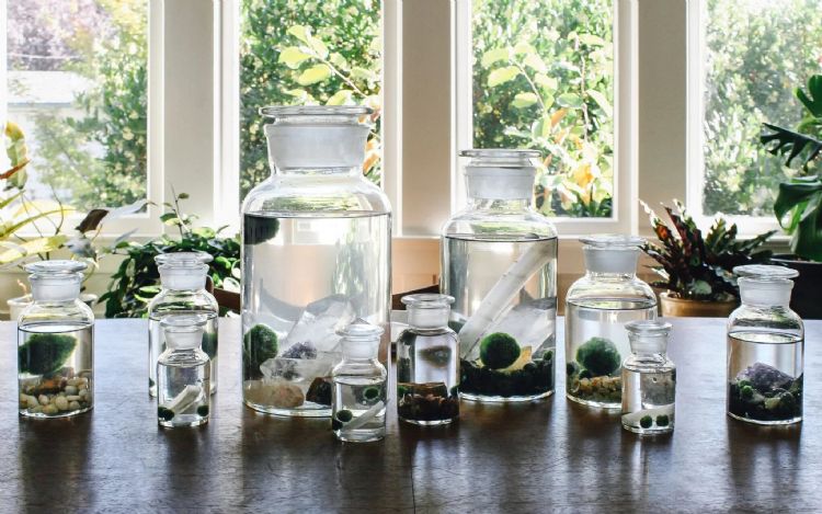 Marimo: Yosun Topu, ans Topu nedir? Nasl Baklmal?