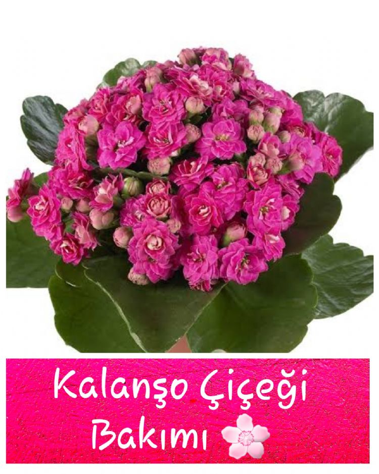 Kalanşo Bakımı