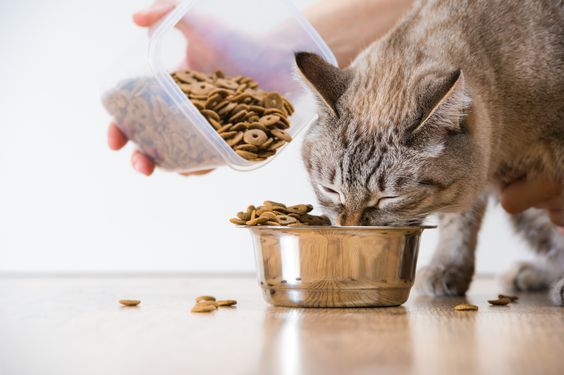 KEDİ MAMASI ALIRKEN NELERE DİKKAT ETMELİYİZ?