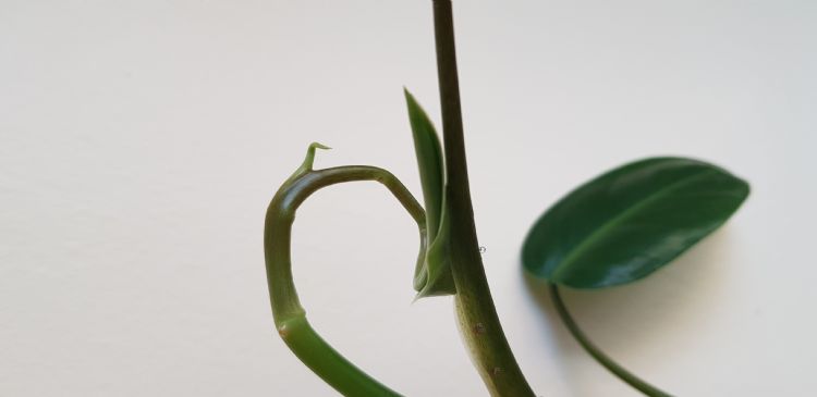 Philodendron – Bir Bitki hikayesi