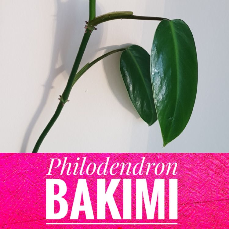 Philodendron  Bir Bitki hikayesi