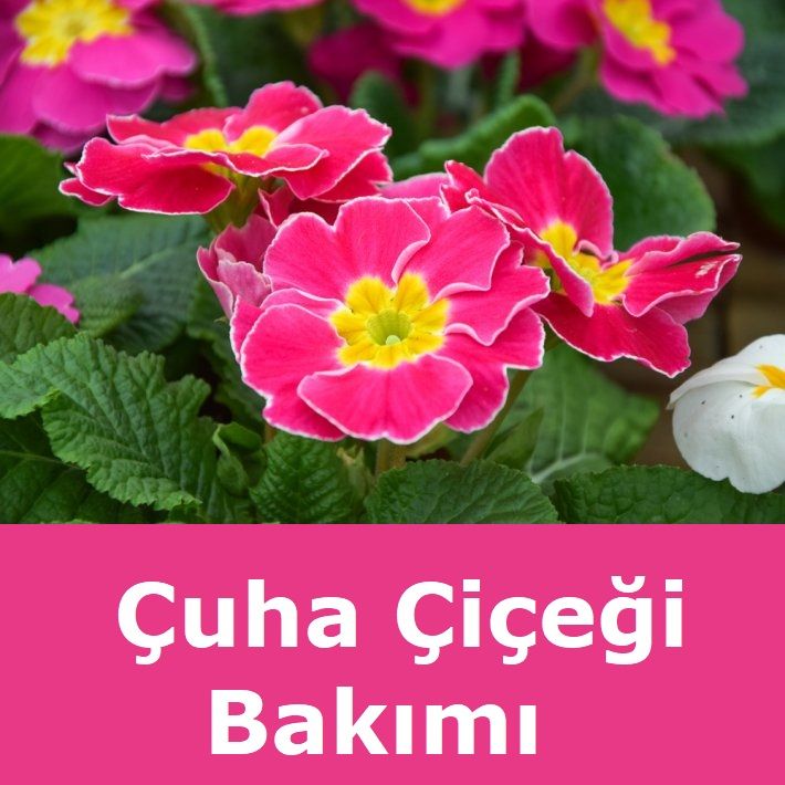 Çuha Çiçeği Bakımı - Muhteşem Renkleriyle Büyüler